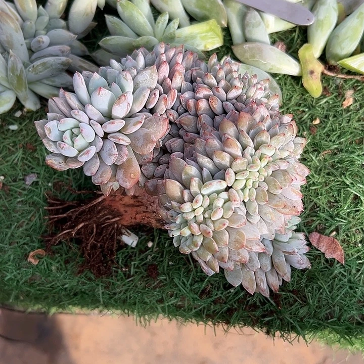 梦露群生缀化多肉