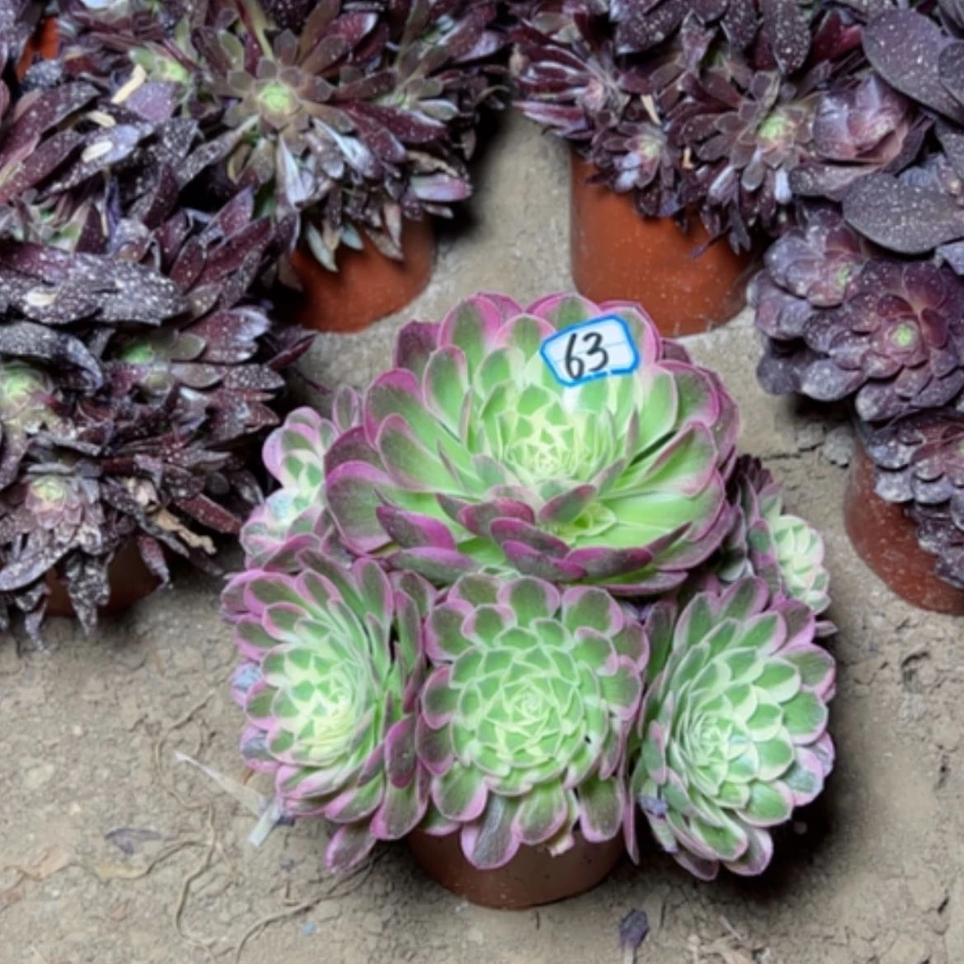 【闪购商品】多肉植物玉姿63