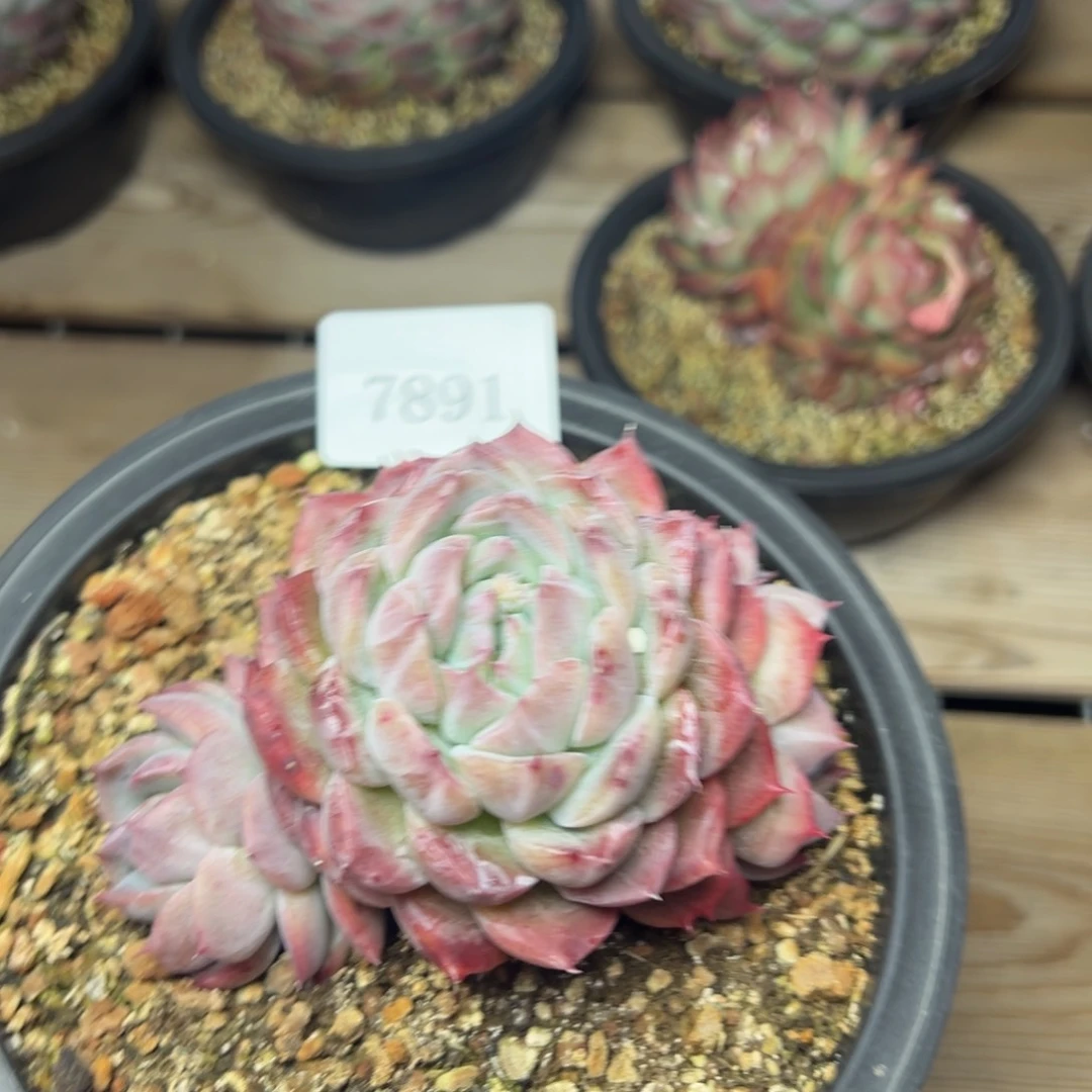 A**牛7891肉多哦哦哟肉多哦