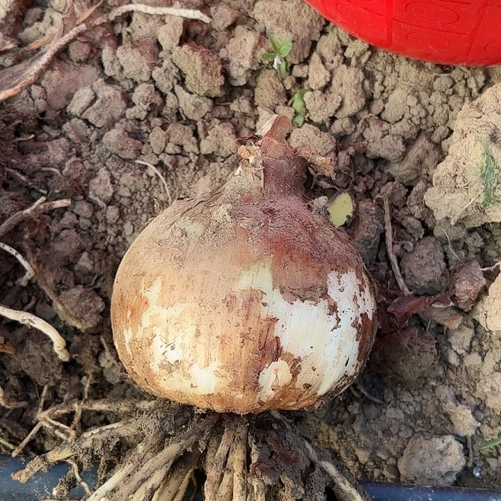 爱***年魅力四射籽播苗开花不售后