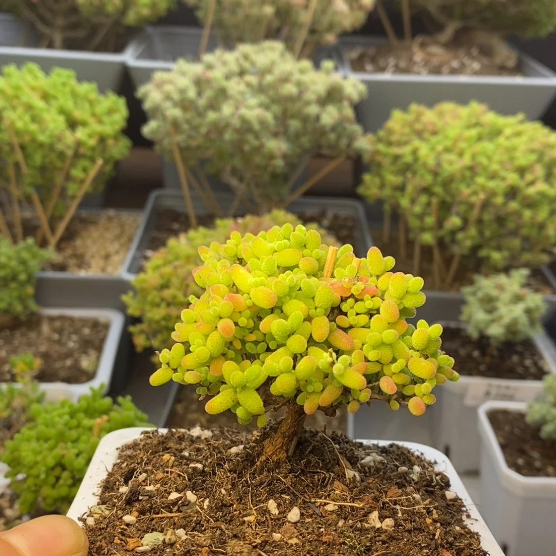 204蜜橘糖球枝干番杏