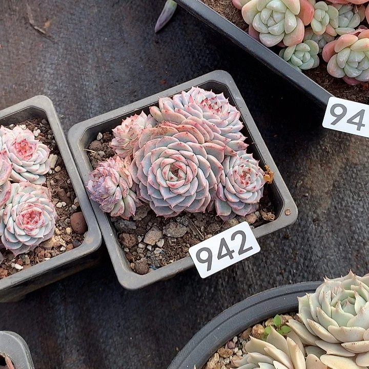 942天鹅绒 一物一拍多肉