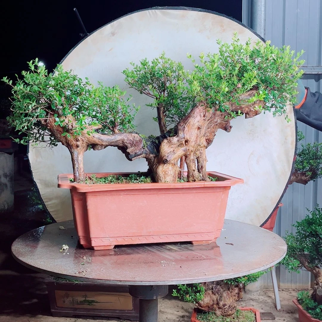 赤楠赤楠赤楠赤楠