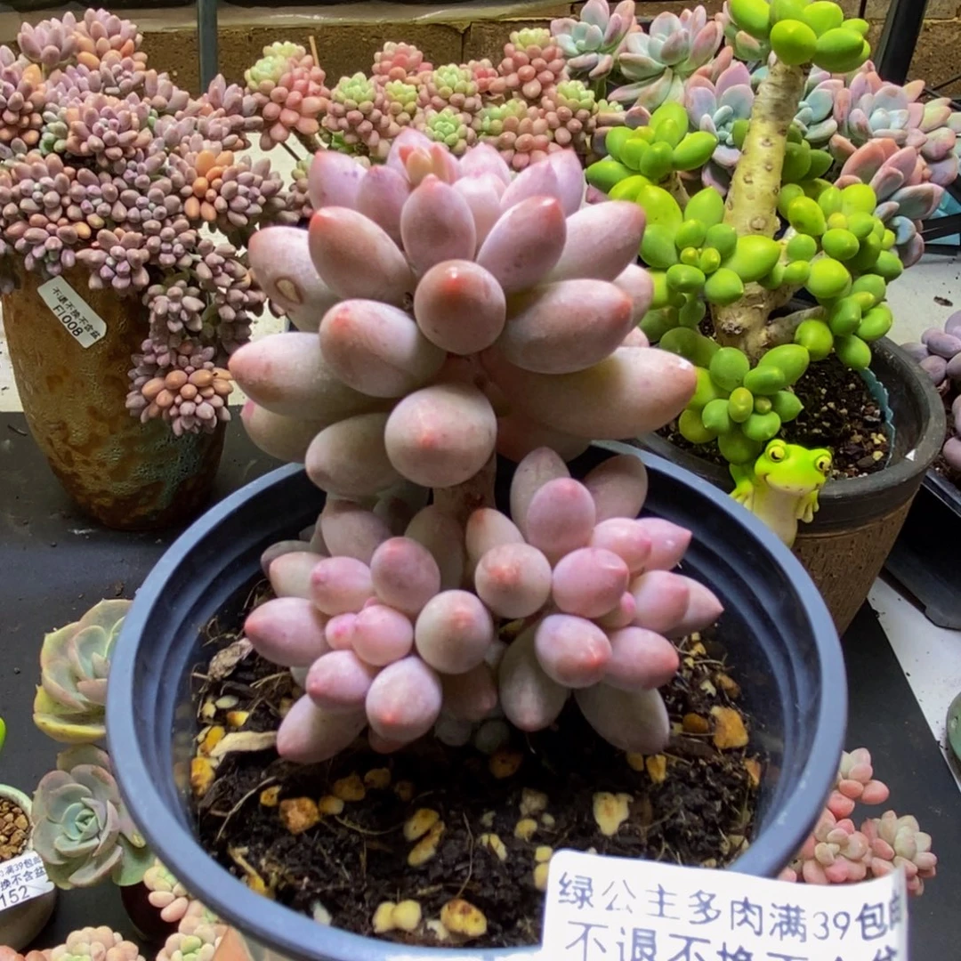 321婴儿手指5cm多肉
