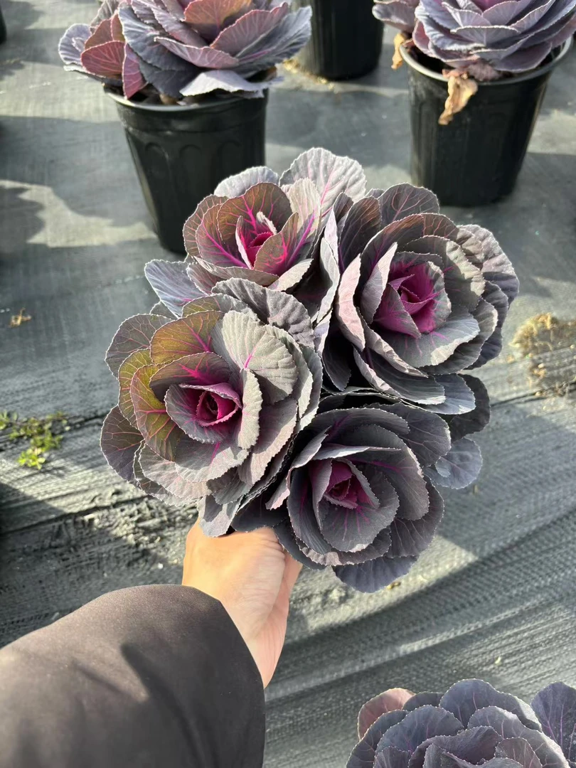 基地直发多头冬日玫瑰，耐寒羽衣甘蓝