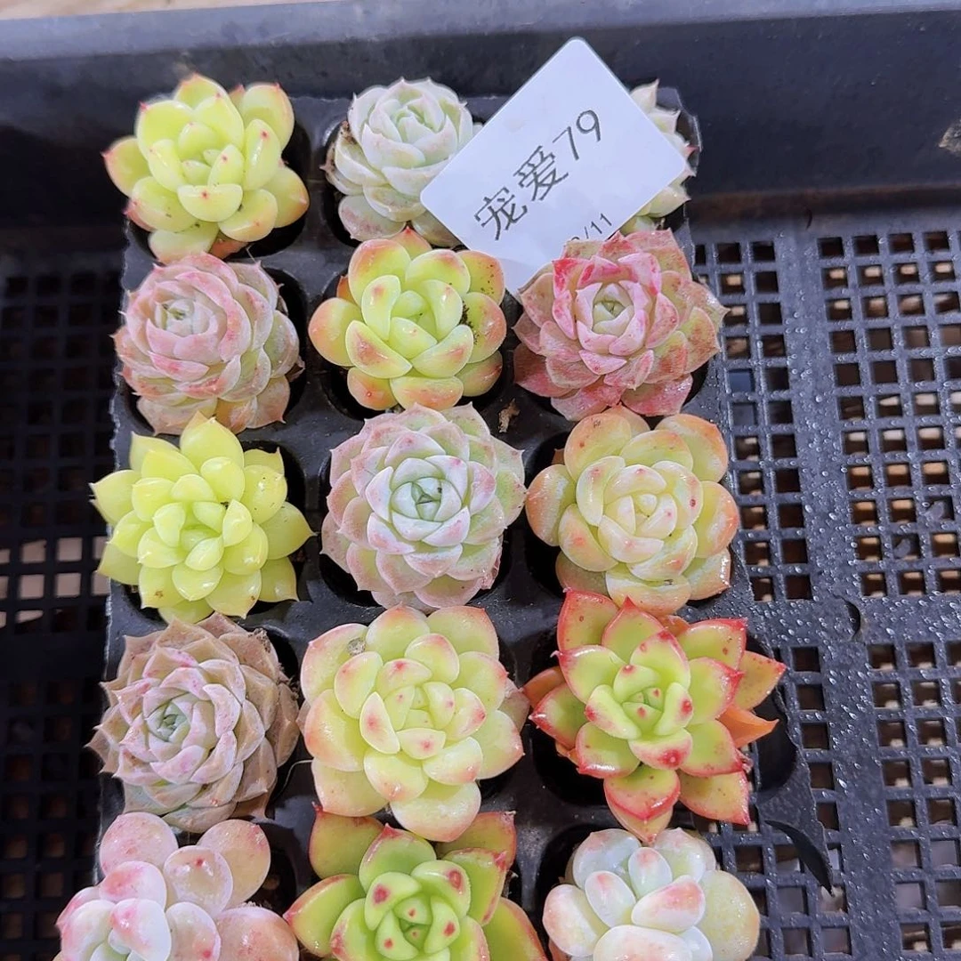 直播福利一物一拍79