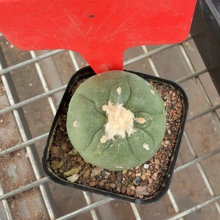 实生海鲜单头4仙人球