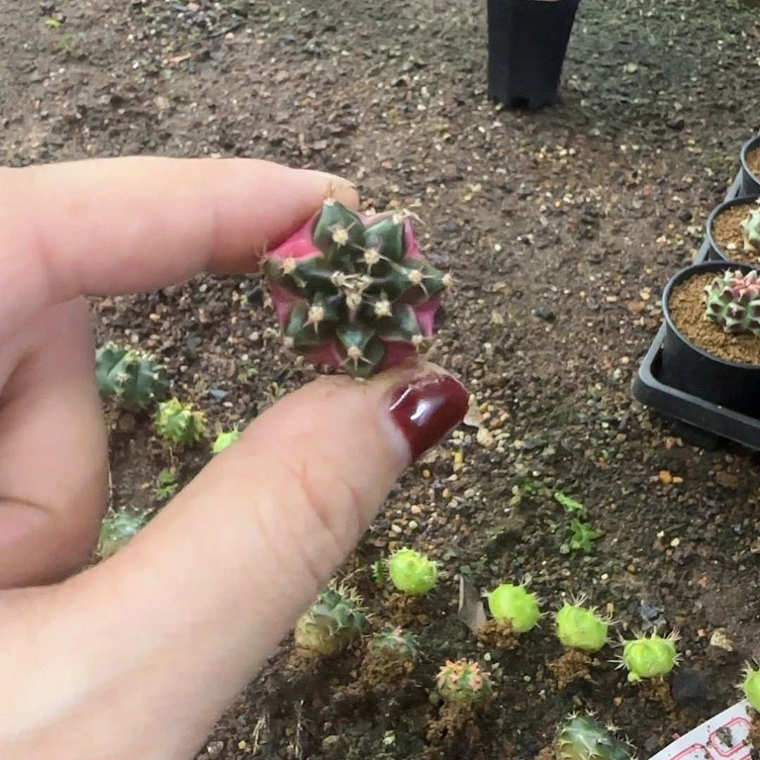 寒***星米哈侧芽喜欢直接拍