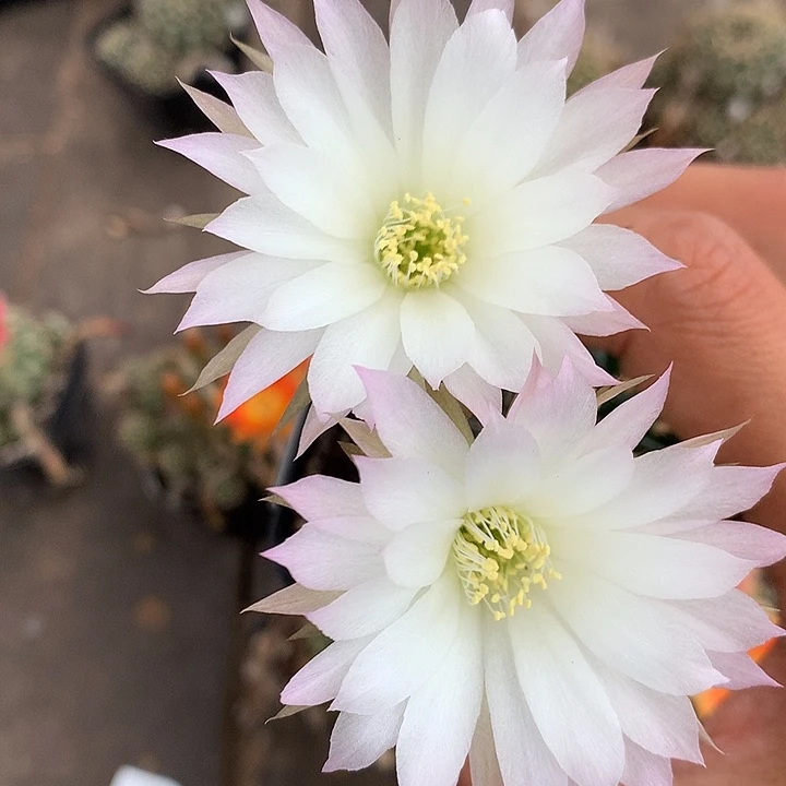 2 实生丽花6厘米盆