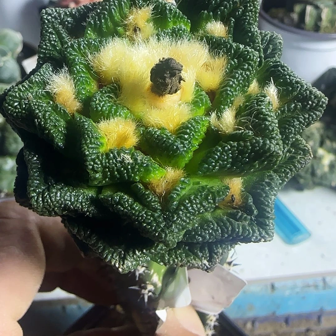 辛顿288仙人球开花