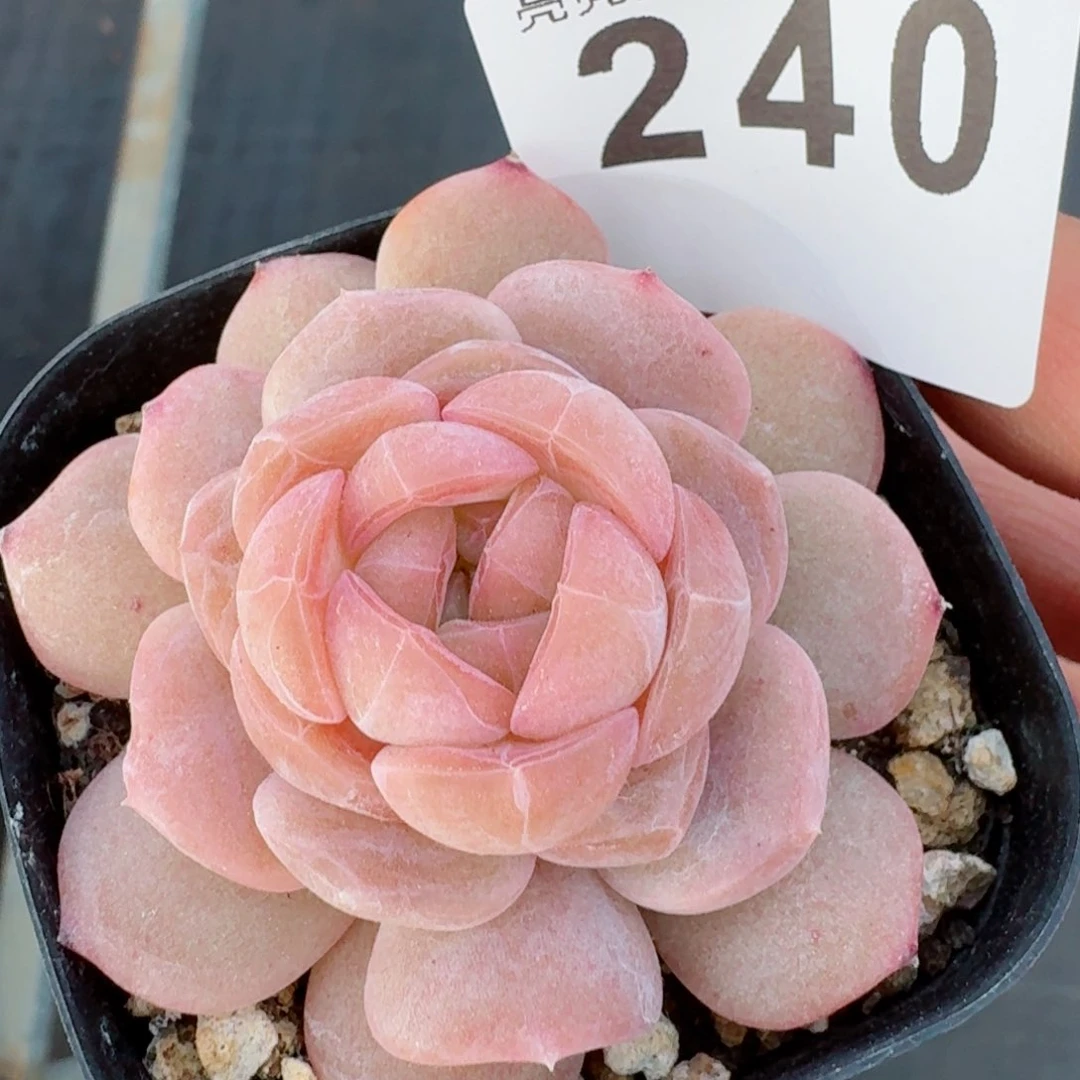 草莓啵啵         精品多肉