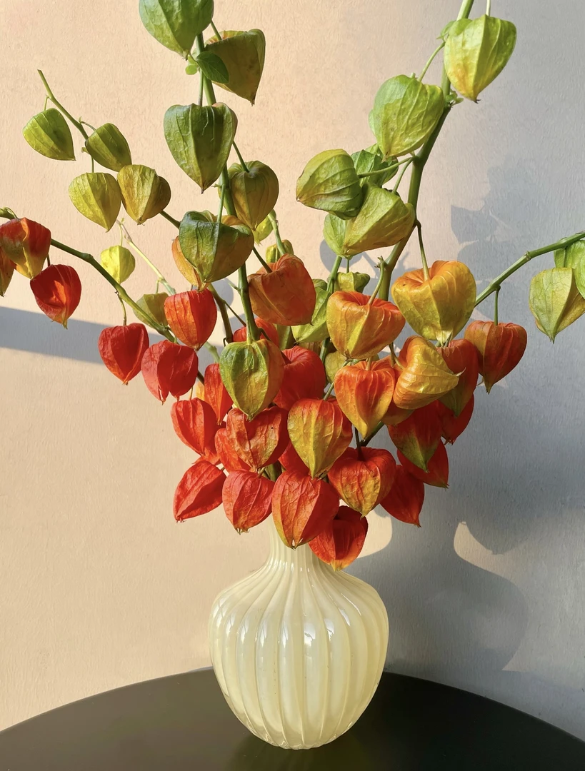 酸浆果鲜切花水培花期长可做干花云南基地直发