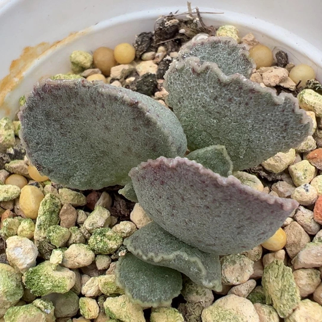 实生新品多肉植物水泡