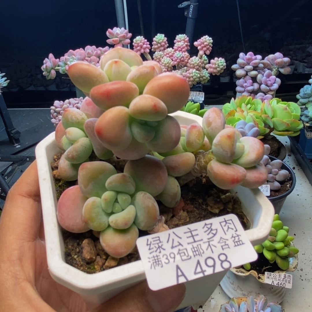 498腰子洛神多肉7cm