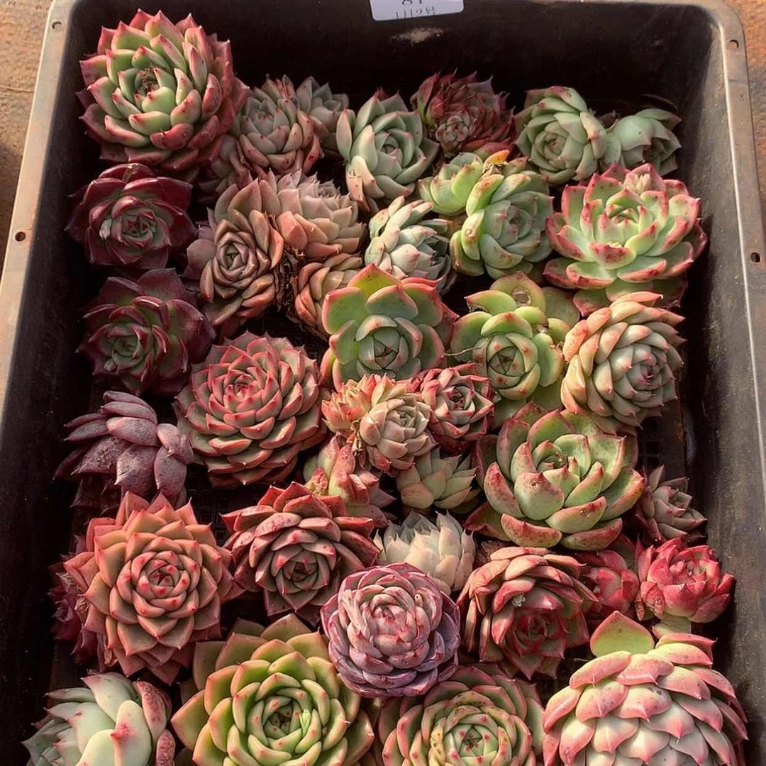 【闪购商品】云81号一筐