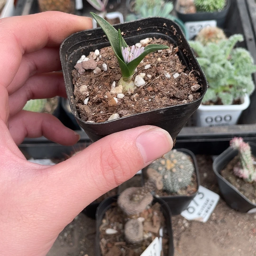 188白剑立金花（满18包邮）