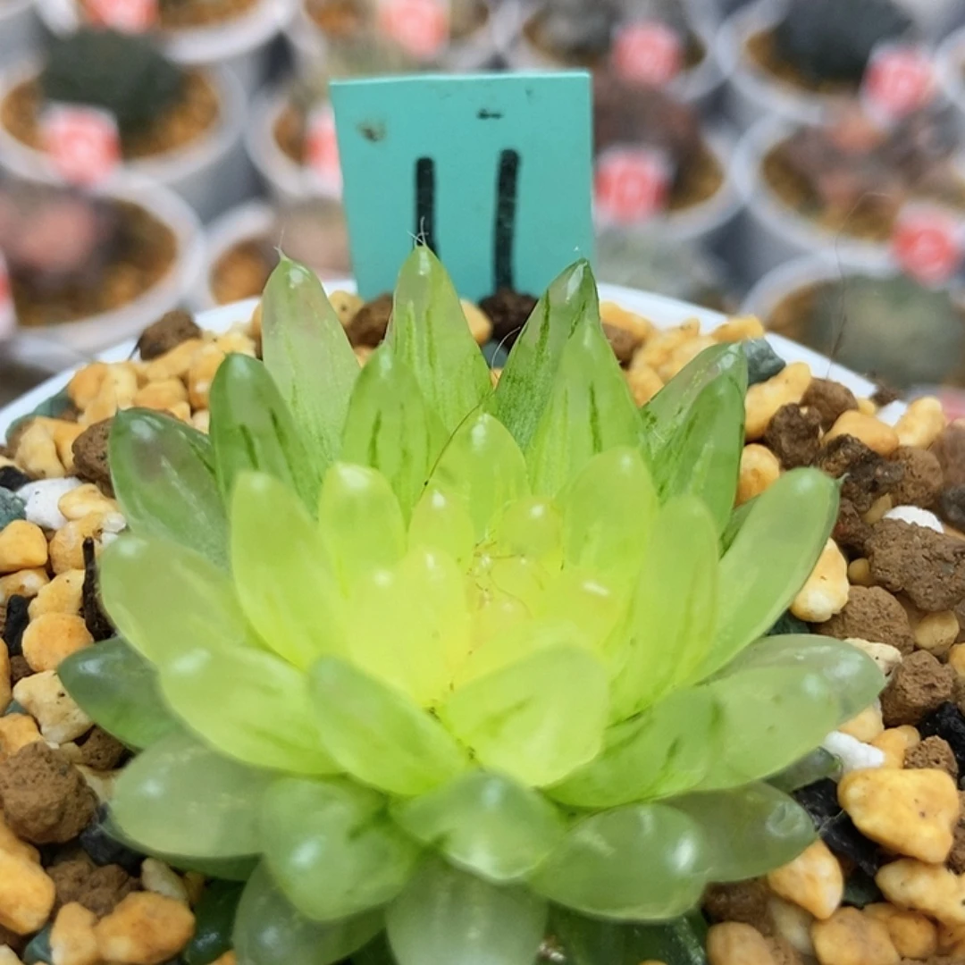 11冰晶111111111111