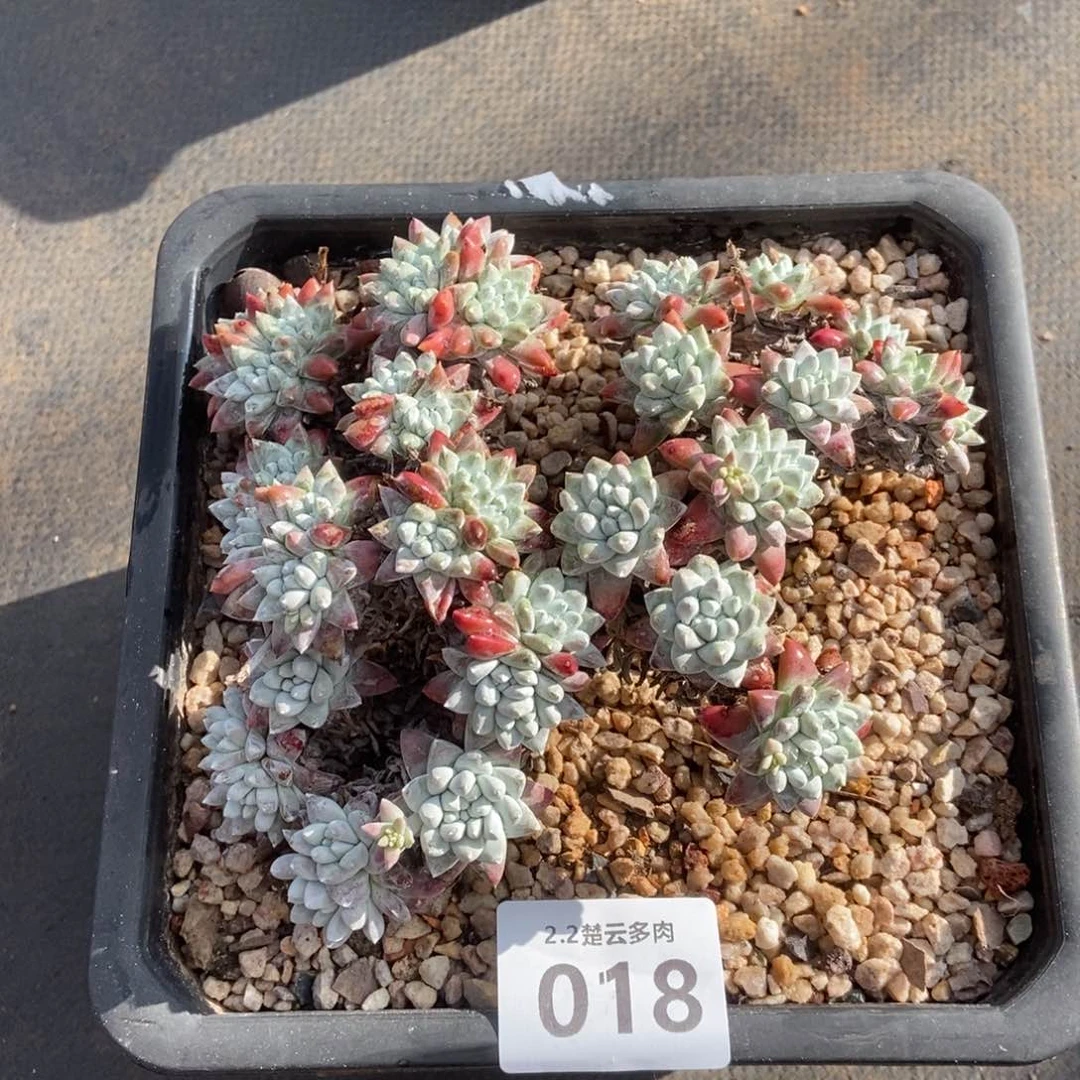 018多肉植物啦啦啦