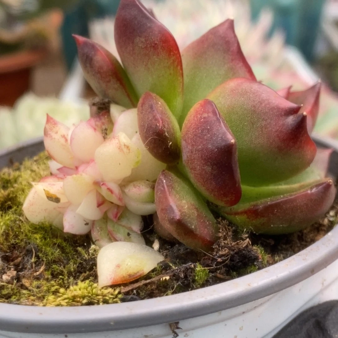 020野马锦锦锦锦锦锦锦