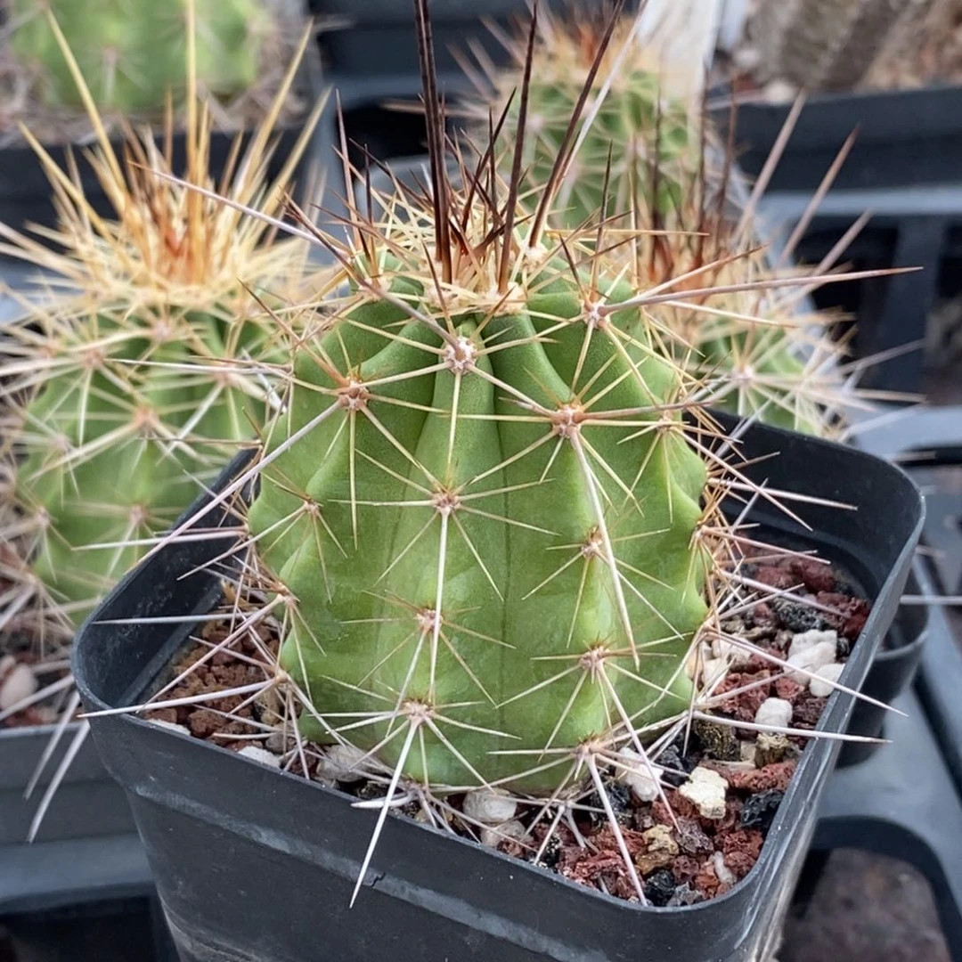 绯虾实生一颗脱盆