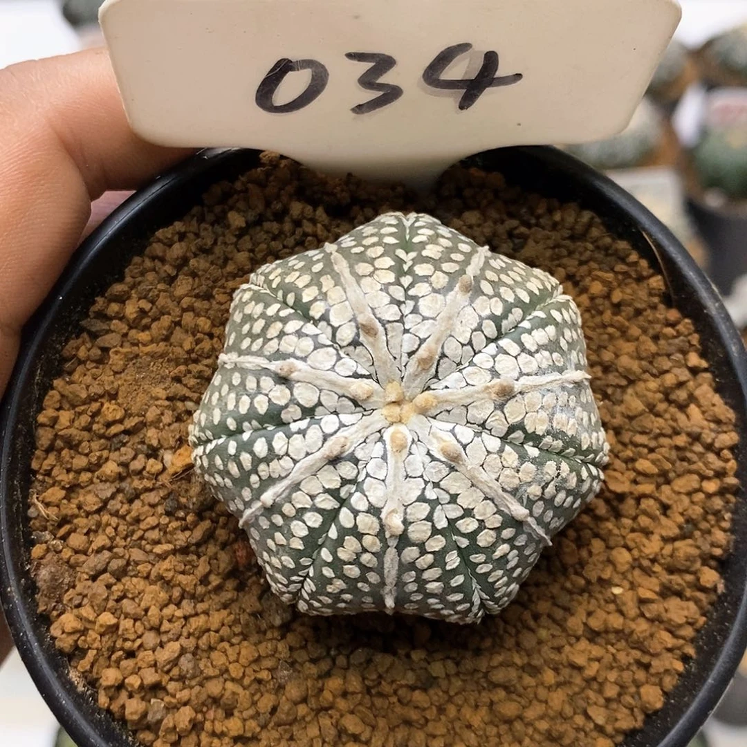 034奇迹福利特价来了