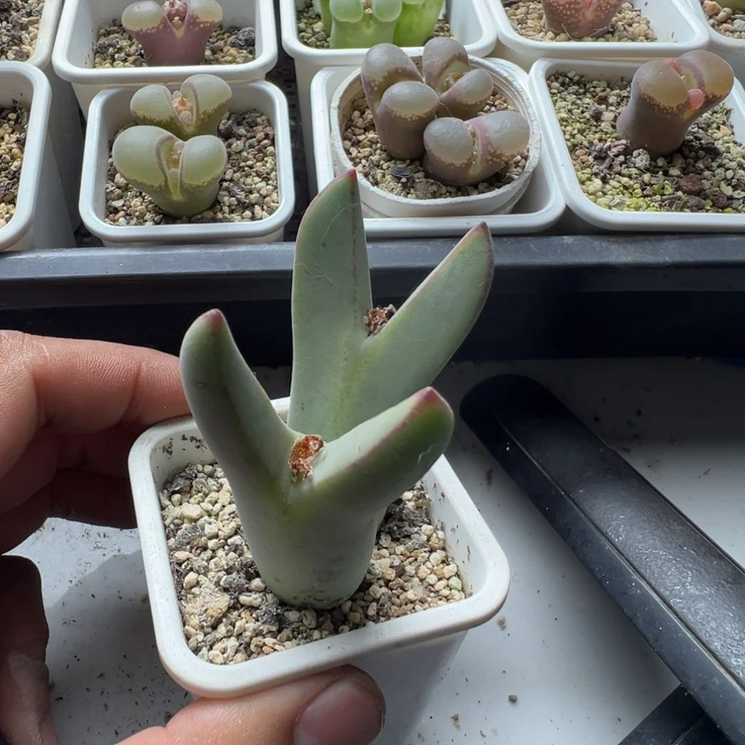 无花朵绒毛大型少将20