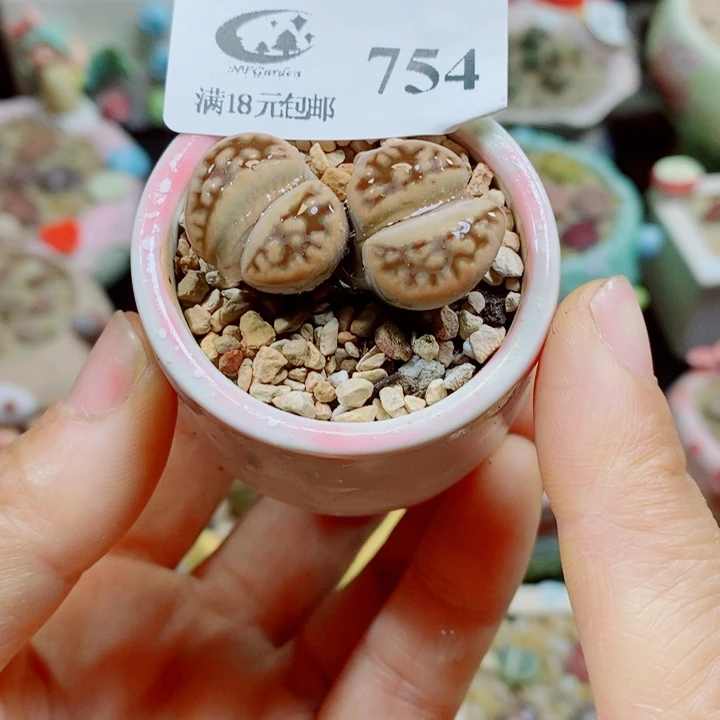 生石花花花花花花花花754