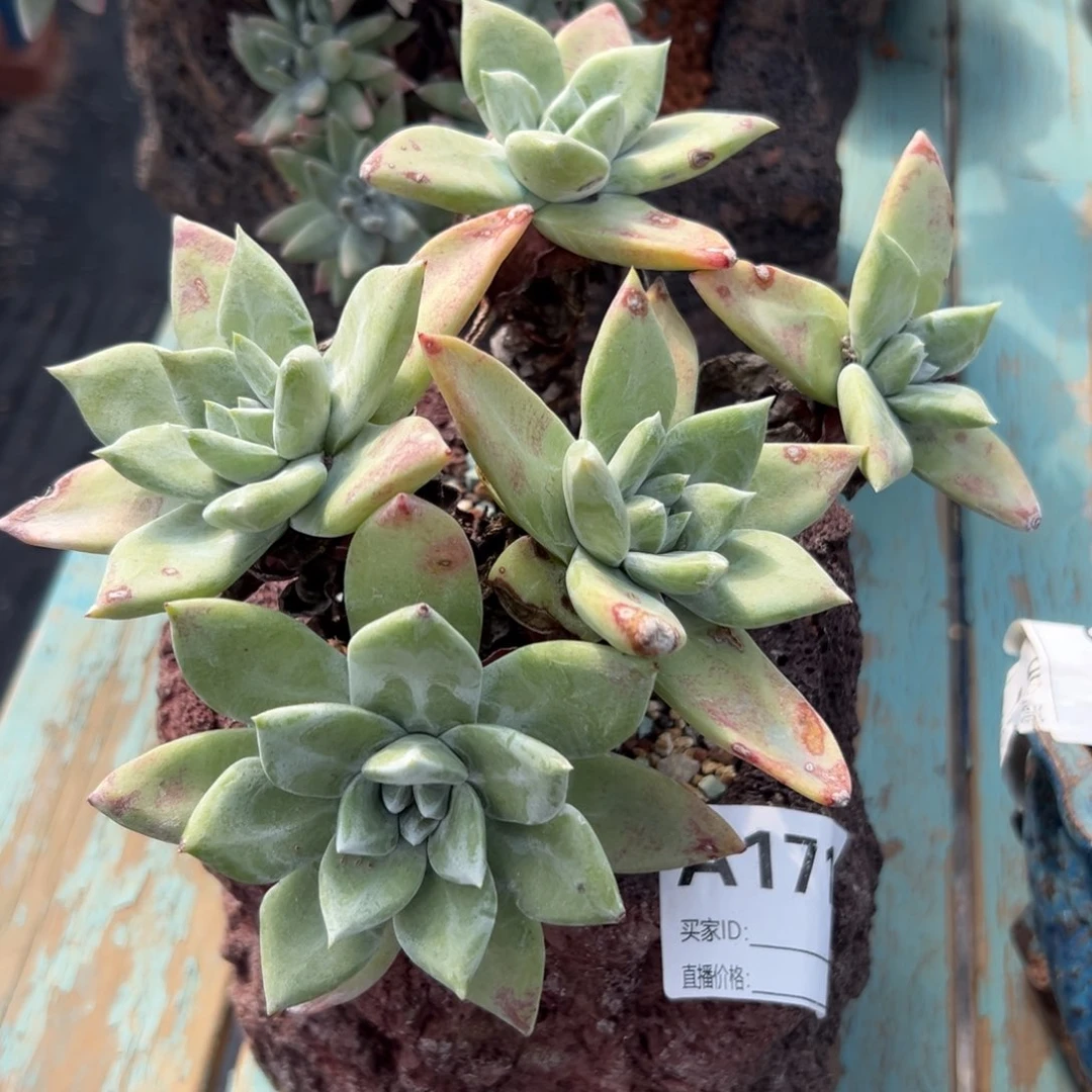 绿帕～一物一拍171