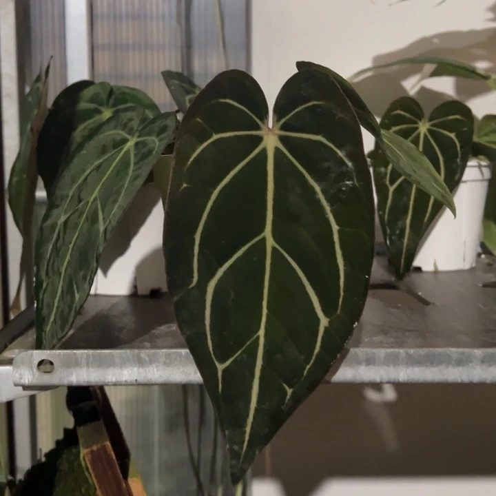 不开花植物原桩进口卡拉