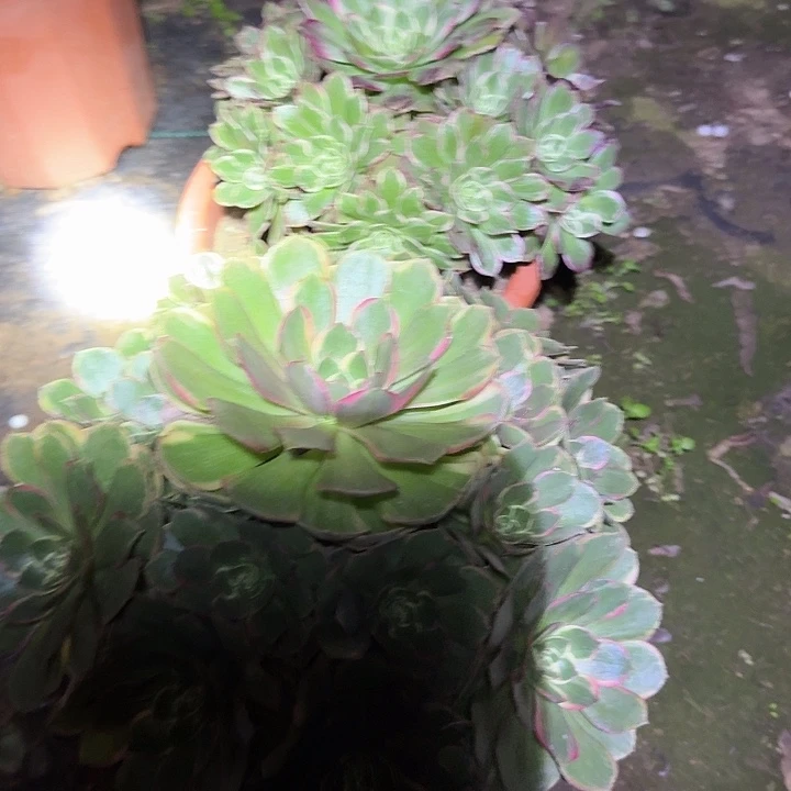 精品组合老桩福利25