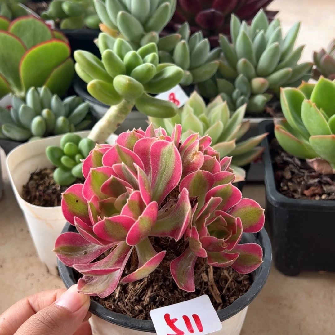 【闪购商品】511。 111111