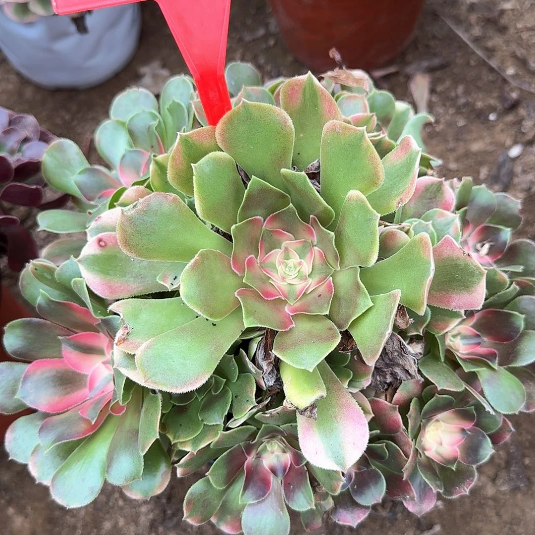 4117香妃多肉法师