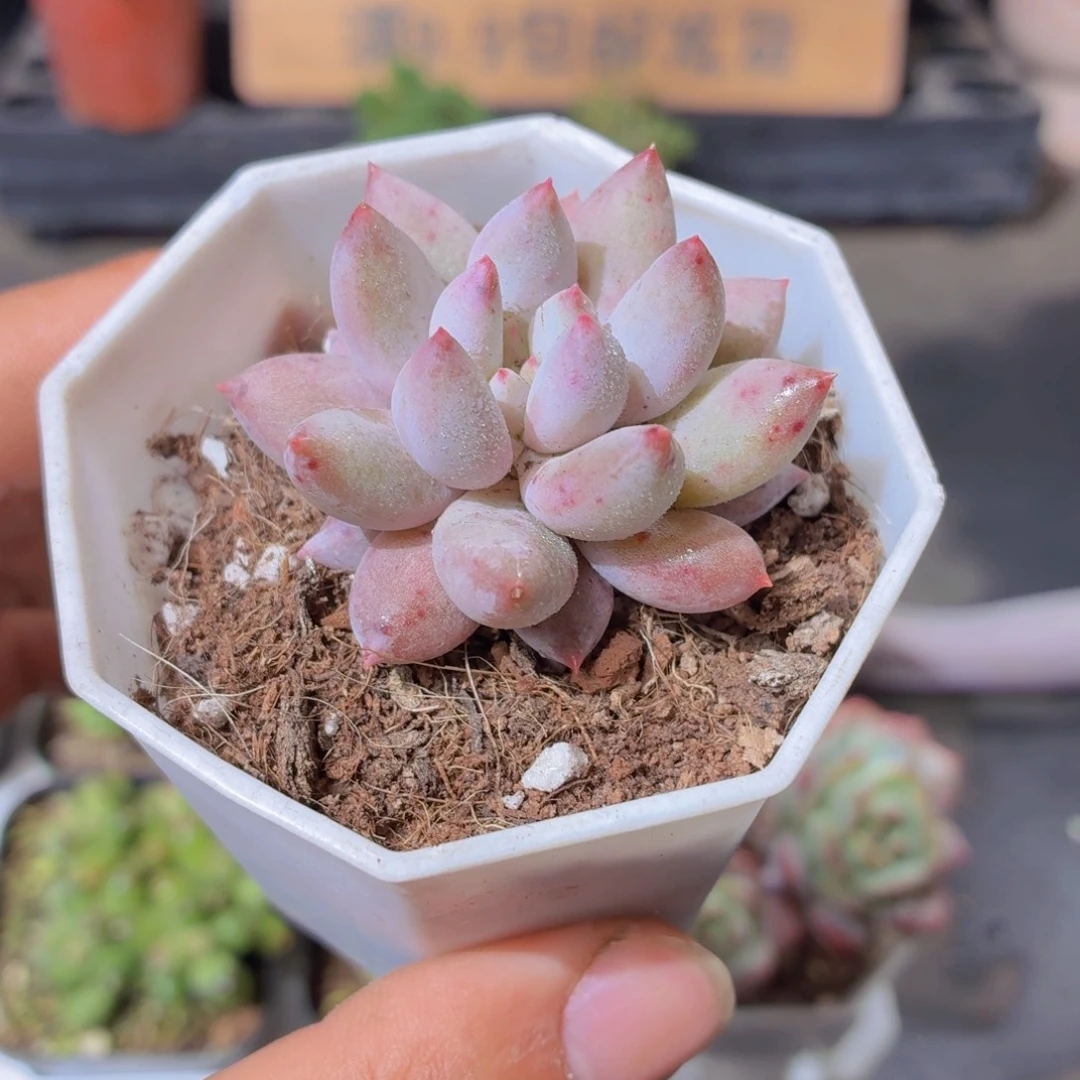 所罗门多肉9.9包邮发货