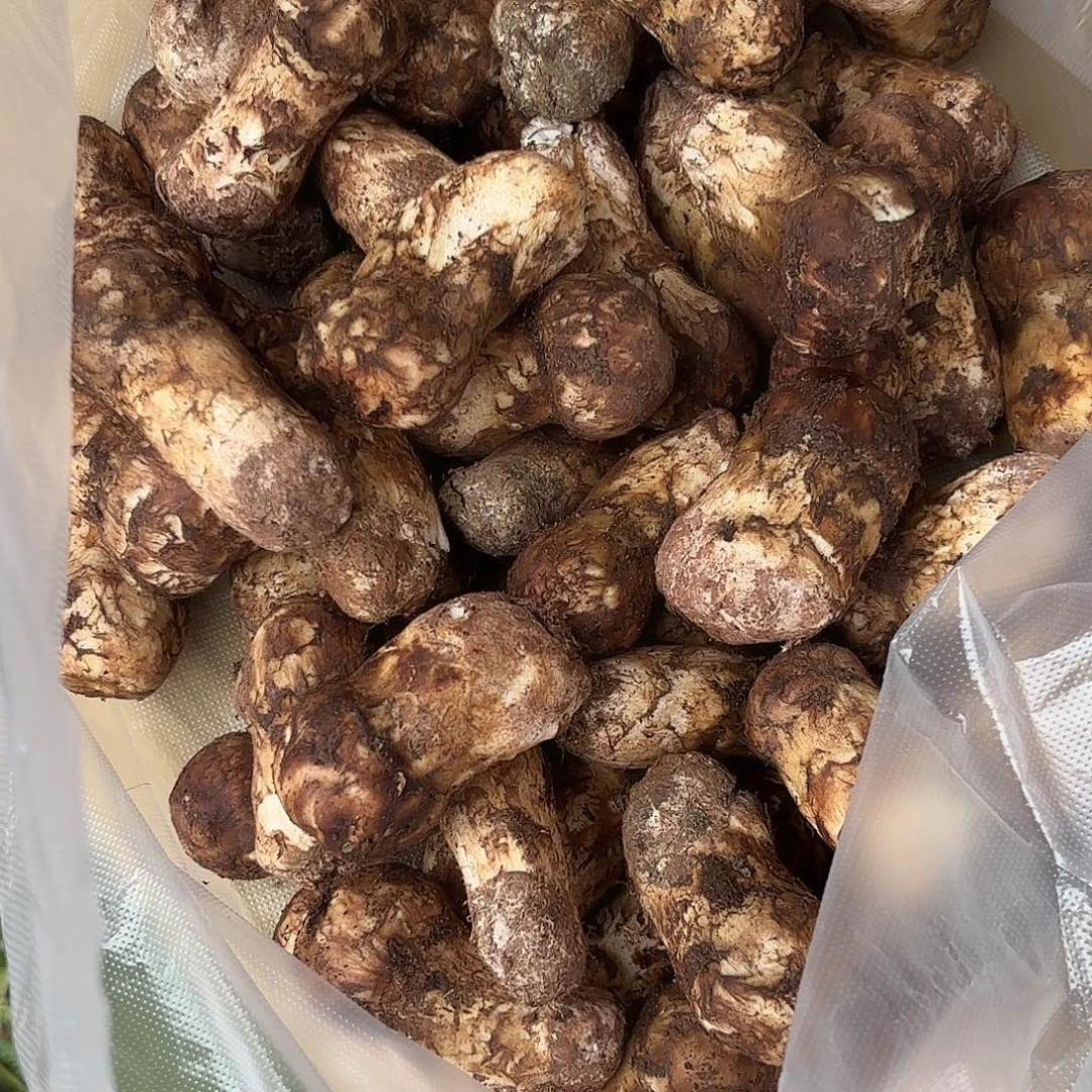 温***亮云南南华野生菌中国大陆