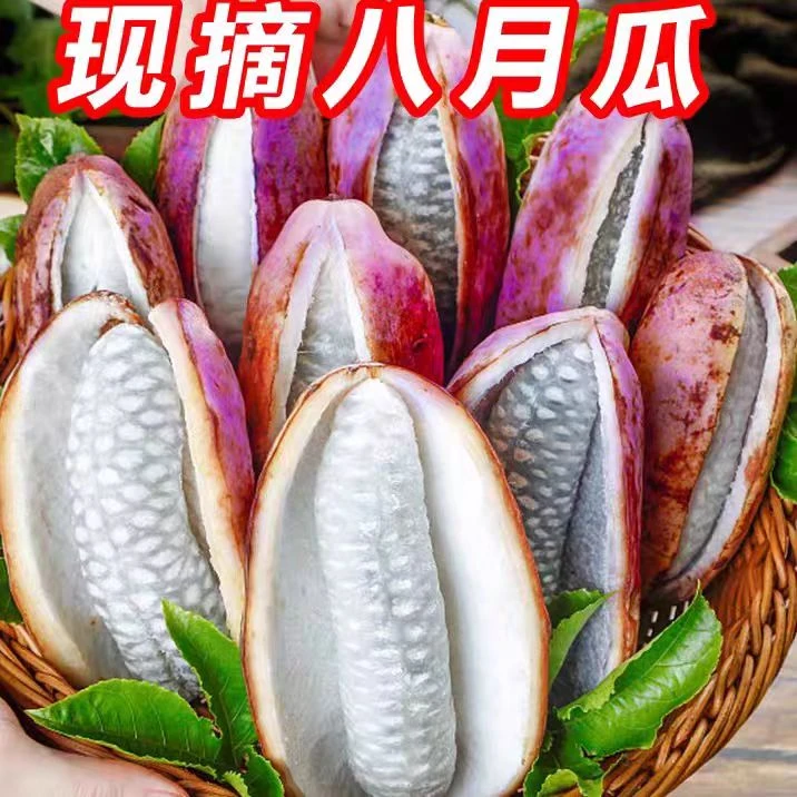 【软糯香甜】深山当季水果八月瓜预知子八月炸鲜果孕妇果中秋礼物