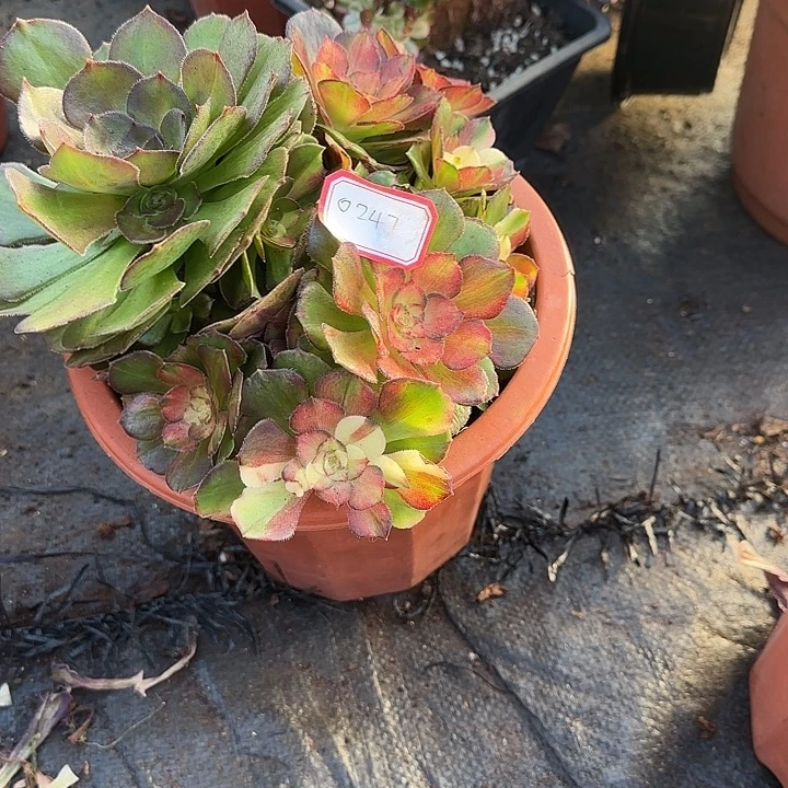 精品多肉植物0247