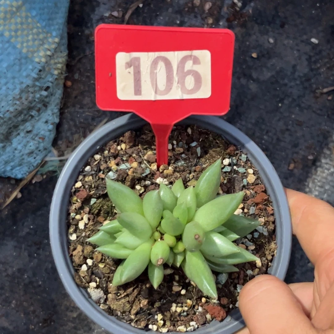 多肉植物克里斯朵106