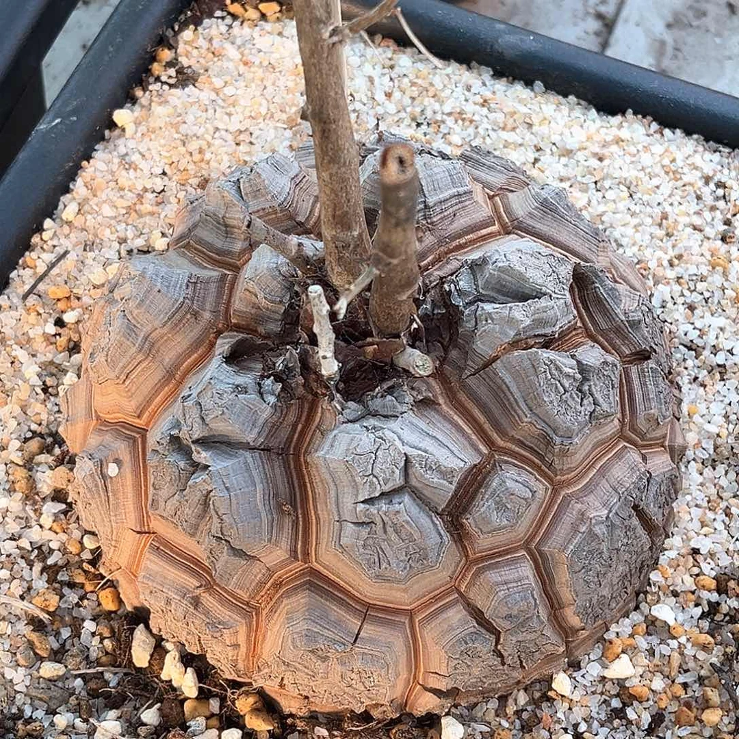 潮流植物精品大甲南非龟，6032