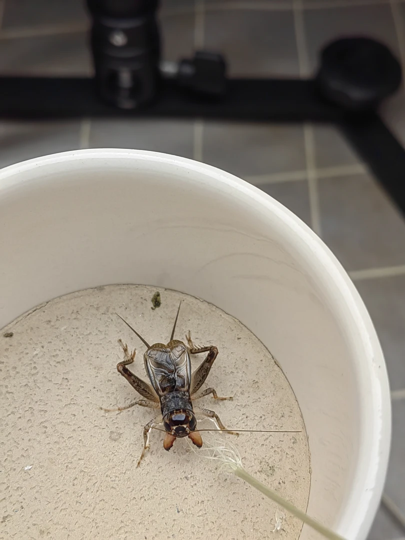 秋白杂交一代蛐蛐，白虫试用装，本牙以上5.5-6.5里，六条