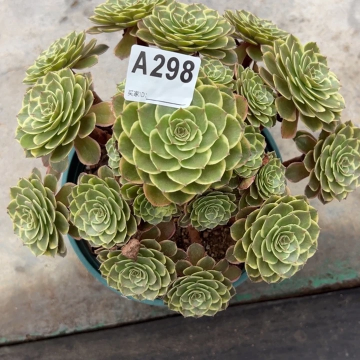 298粉花妖23厘米左右