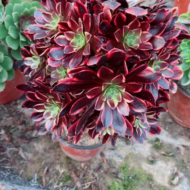 795欧嘉莉多肉有瑕疵多肉