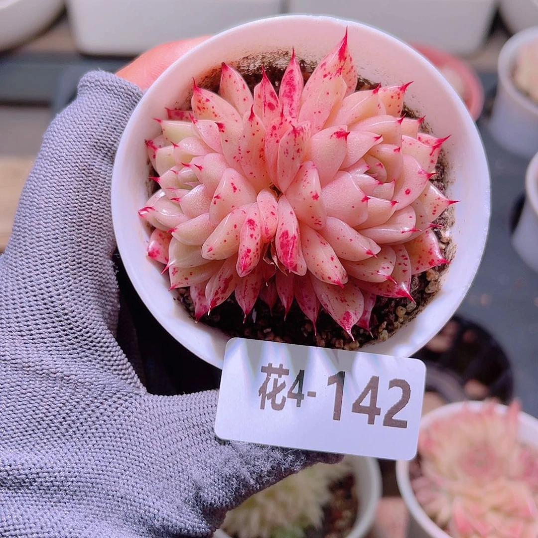 花04-142麦秆双头