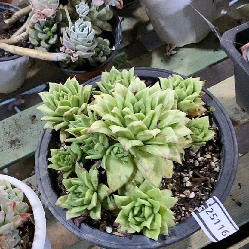 【闪购商品】蔷薇玛利亚25116
