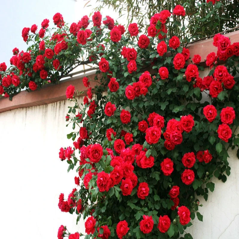 蒂娜大苗爬藤月季四季开花庭院浓香爬藤盆栽藤本月季特大花