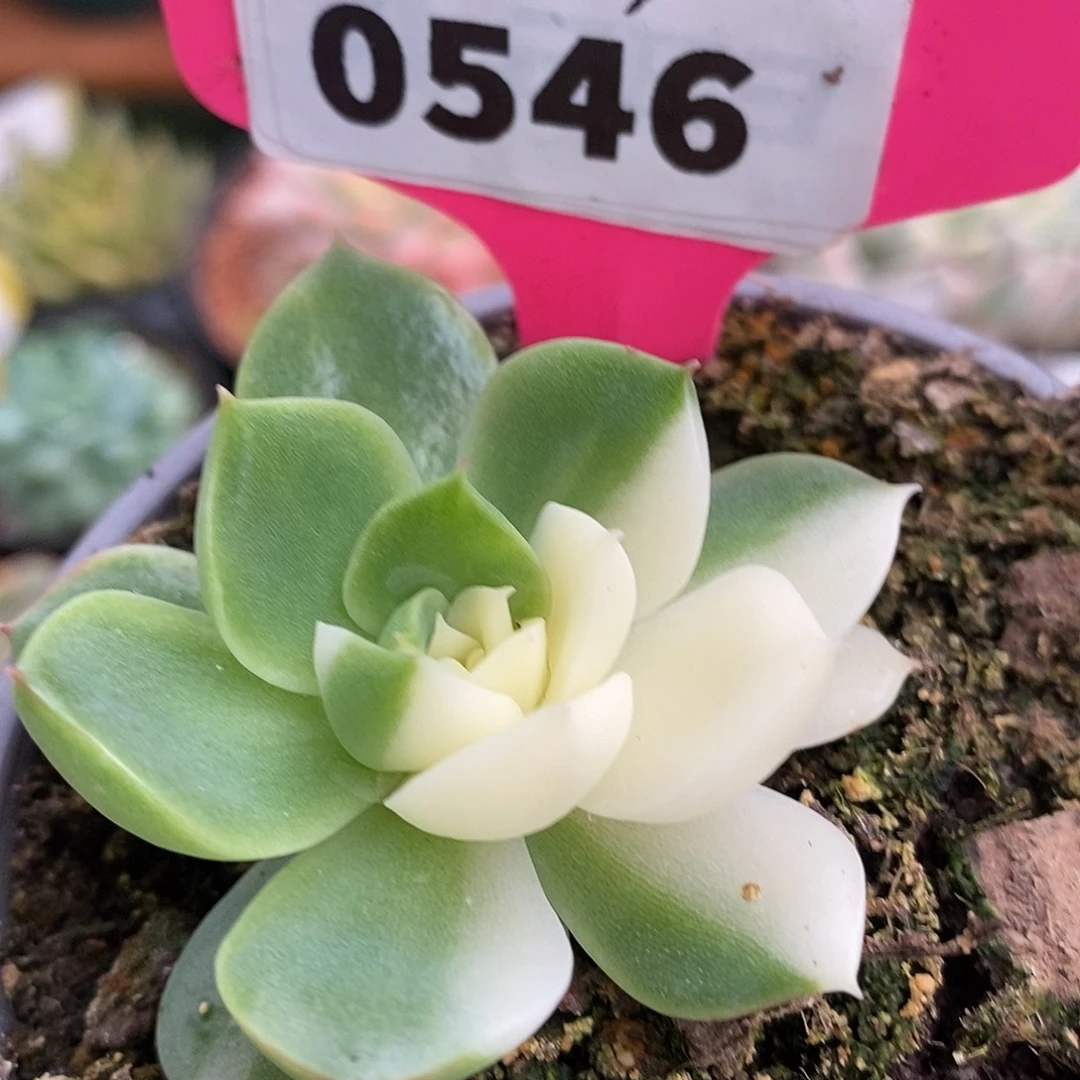 546海蓝哈哈哈哈哈哈