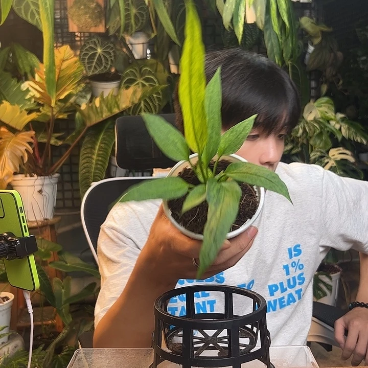 别***闹完全开放一物一拍Q11
