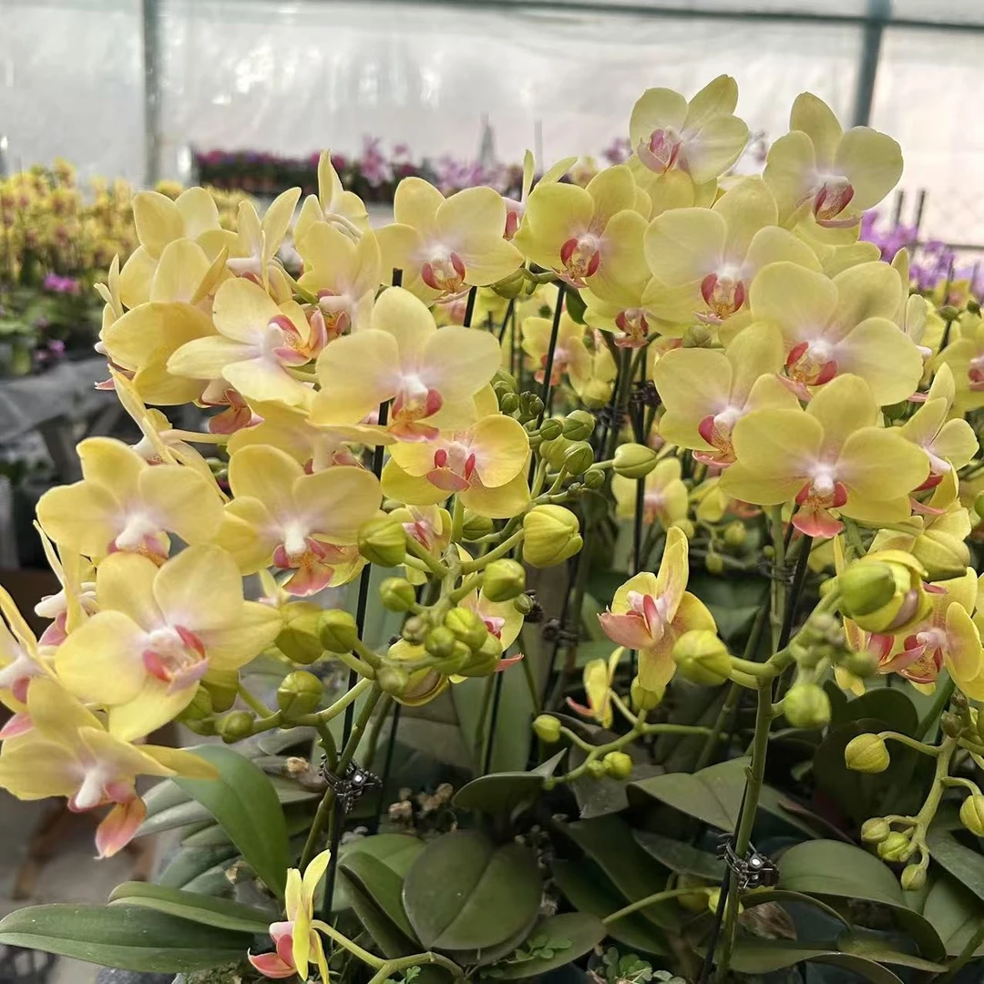 吉祥如意蝴蝶兰3.0寸杯带花带花苞