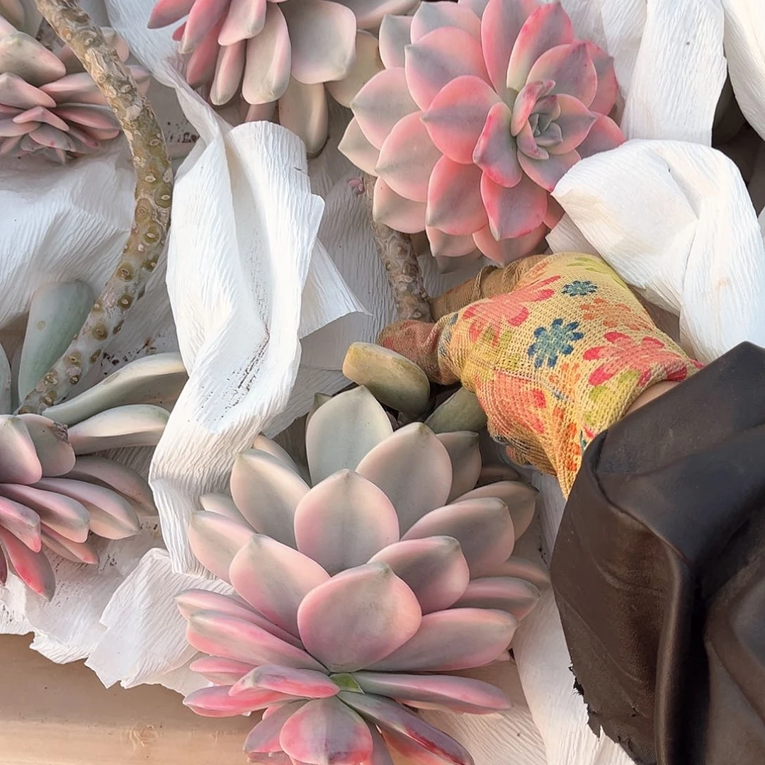 观**涛多肉植物紫乐景12