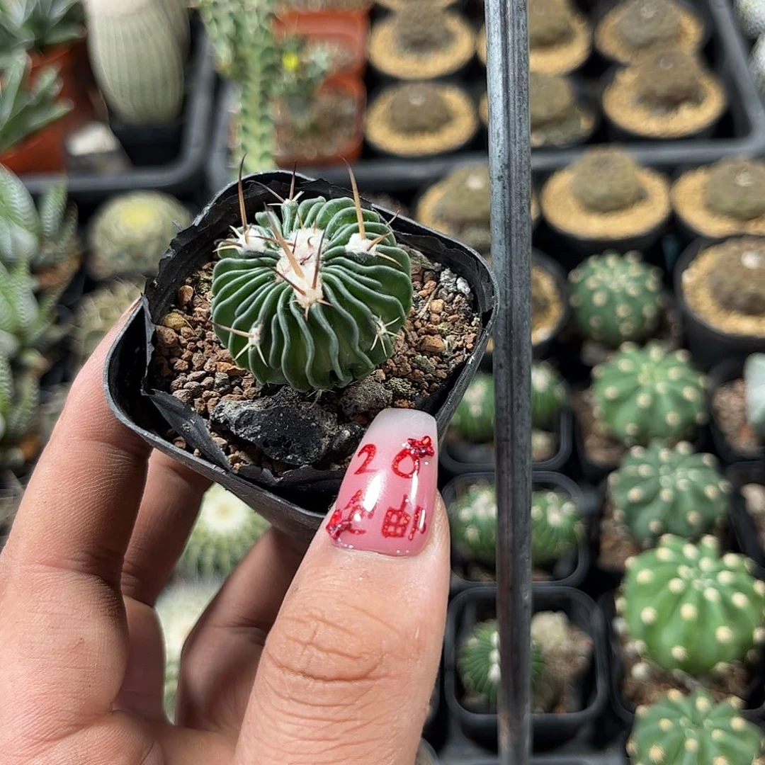 千波万波精选单头发货有根