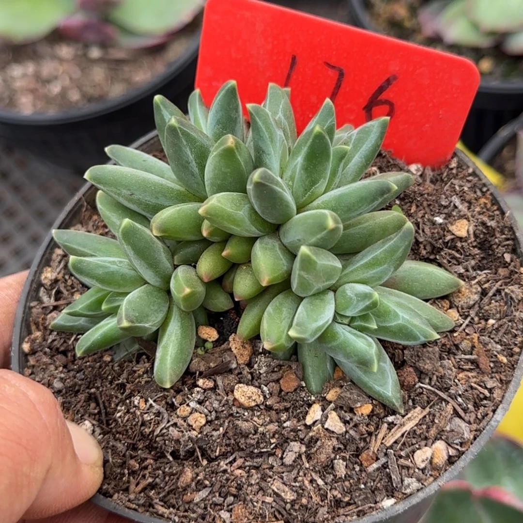 梵高朵朵缀惊鸿一物一拍包装收缩花旱176